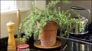 How To Grow Rosemary Indoors And Actually Keep It Alive All Year Long