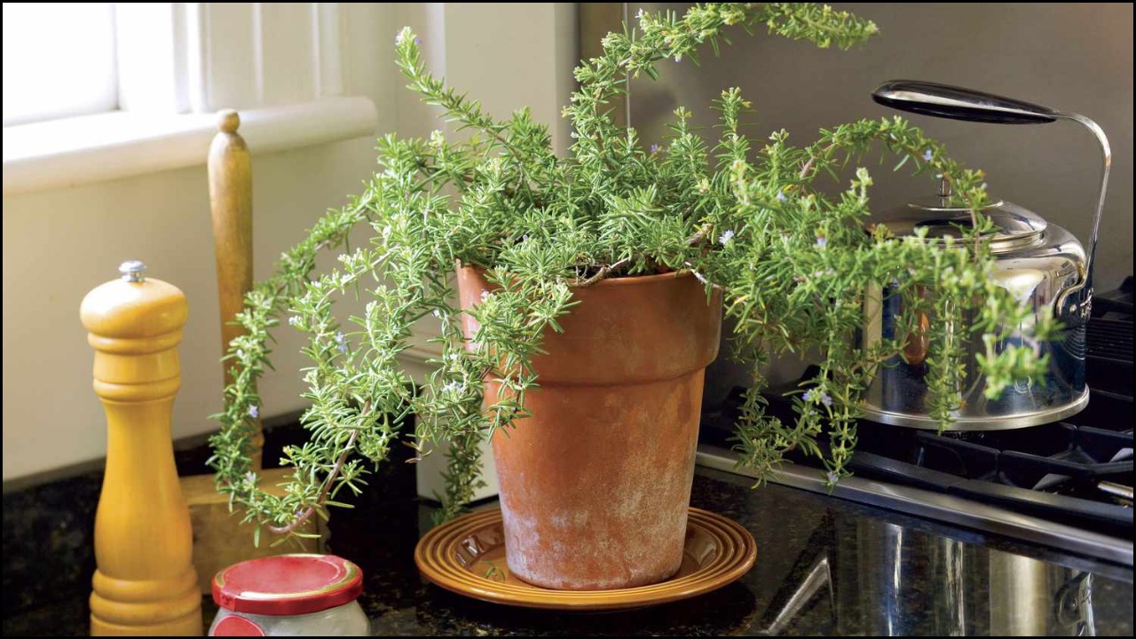 How To Grow Rosemary Indoors And Actually Keep It Alive All Year Long